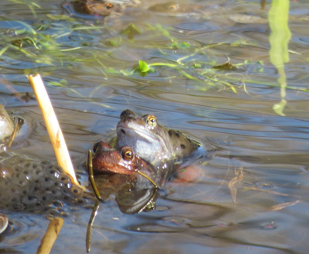  Common Frog 